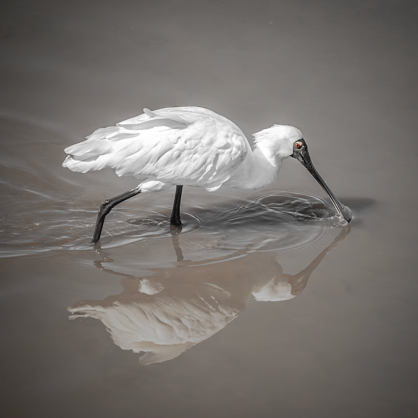 Royal Spoonbill