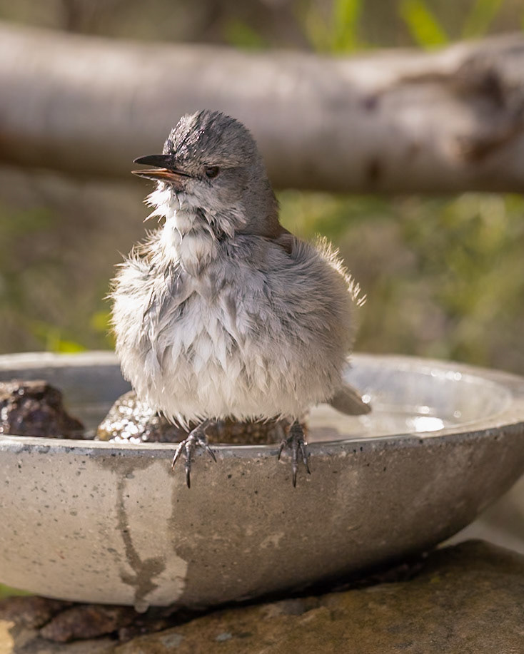 Grey Shrike Thrush - Kingborough, southern Tasmania, Australia