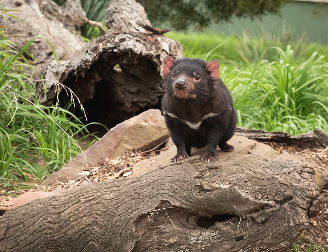 43 Tasmanian Devil - purinina - Bonorong Wildlife Sanctuary - Tasmania - Australia