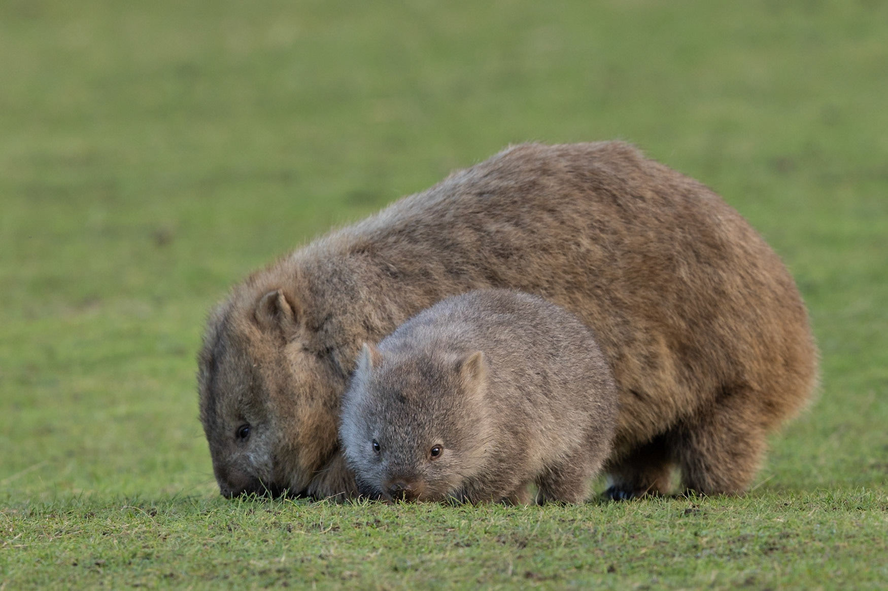 Staying close to mum