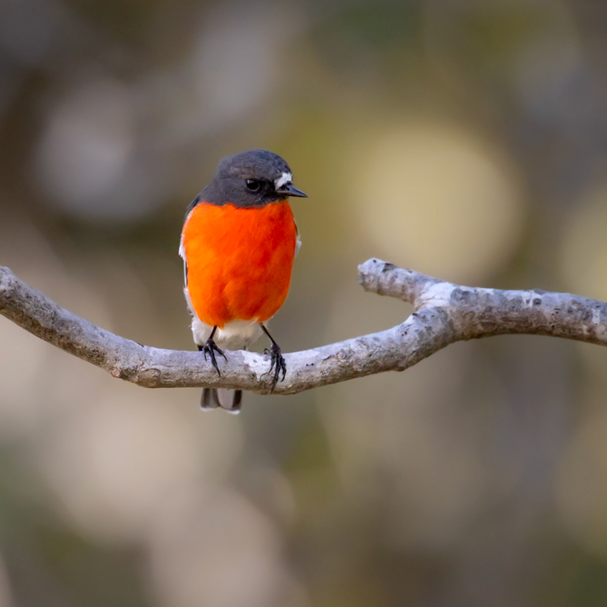 Flame Robin (male) - Maria Island, Tasmania