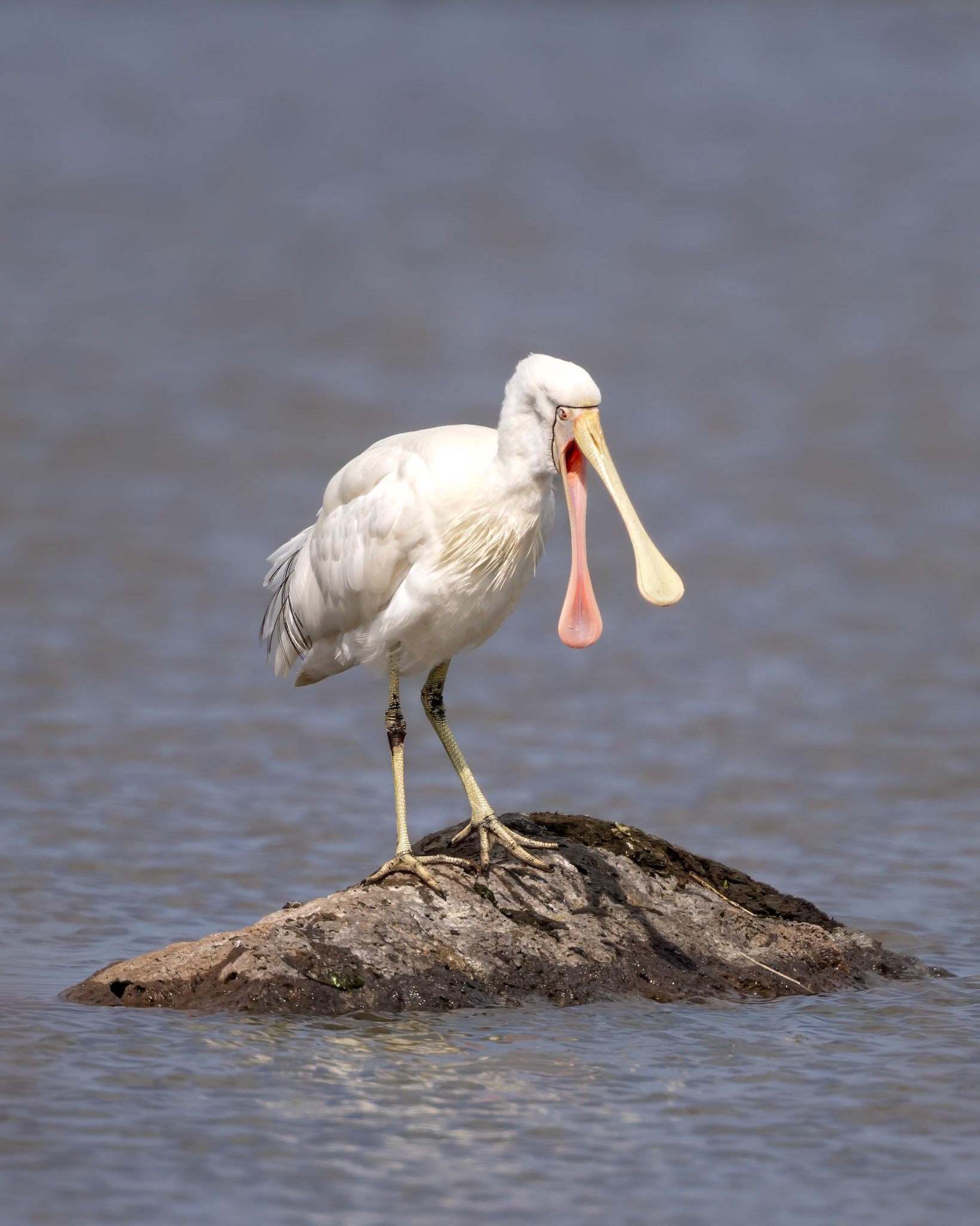 Yellow-billed Spoonbill - Western Treatment Plant, Victoria, Australia