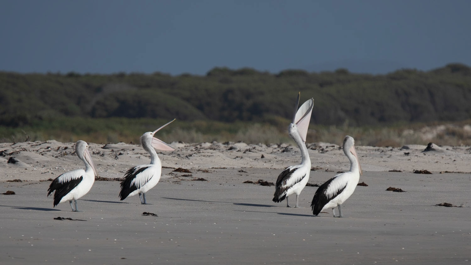 Australian Pelican