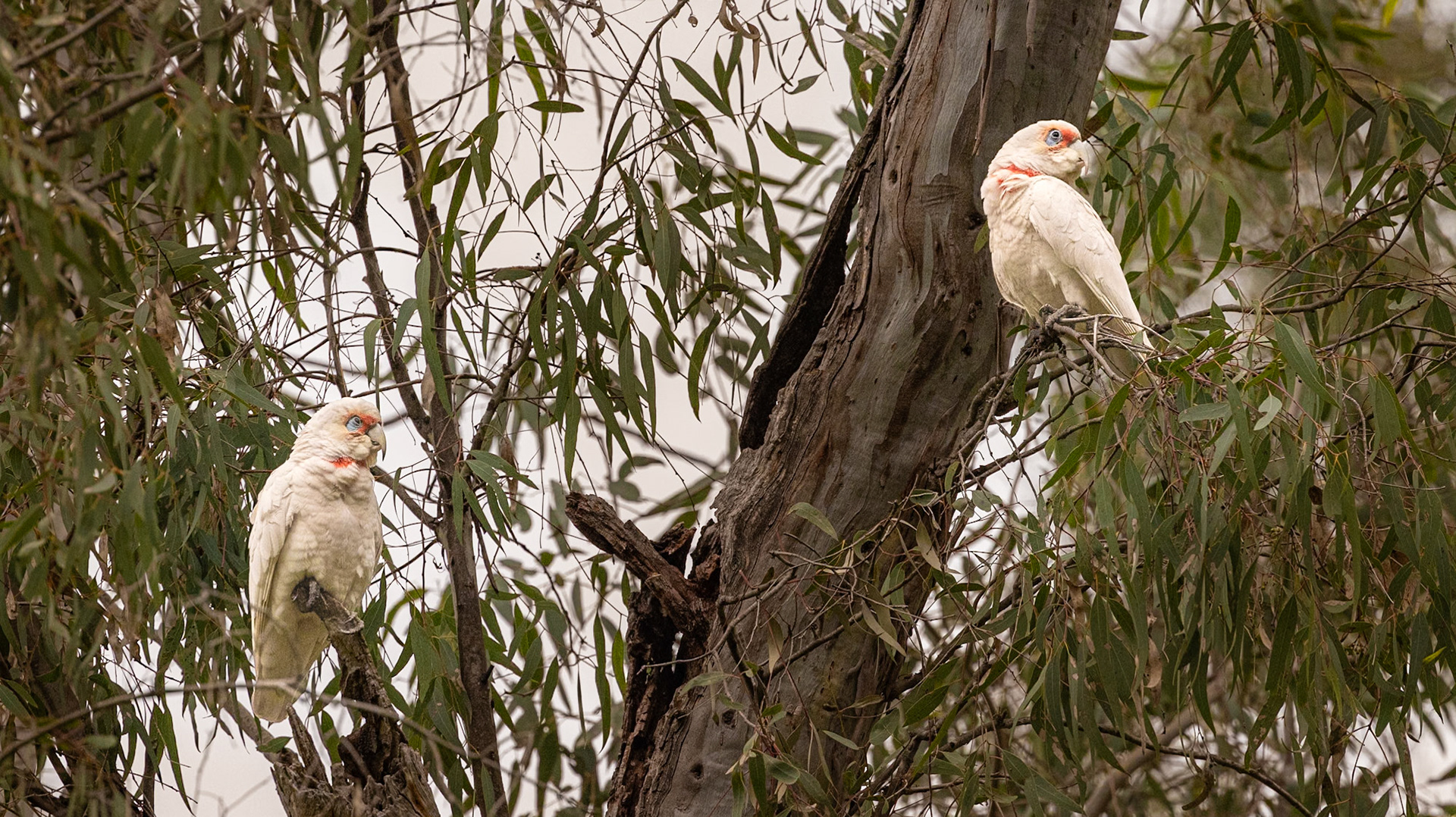 Long-billed Corella - Castlemaine Botanical Gardens, Victoria, Australia