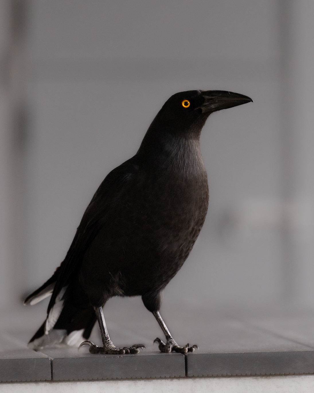 Black Currawong (Tasmanian endemic) - Maria Island, Eastcoast Tasmania, Australia