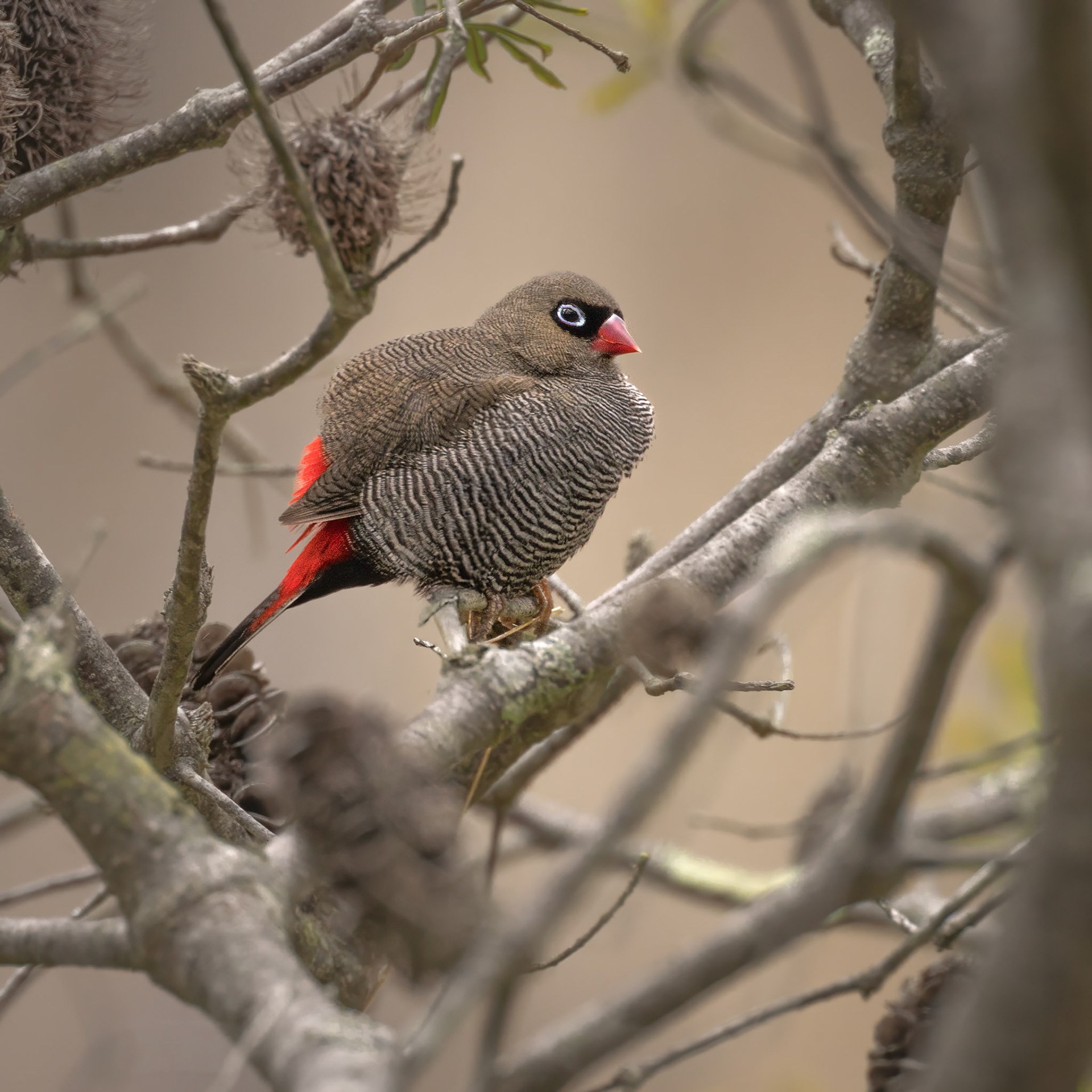 Beautiful Firetail - Kingborough, Southern Tasmania, Australia