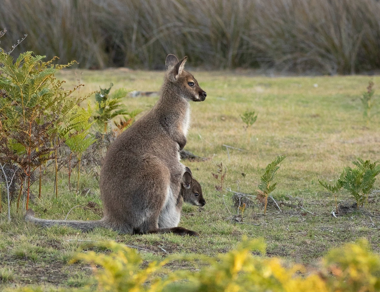 15 Bennetts Wallaby - East coast Tasmania - Australia