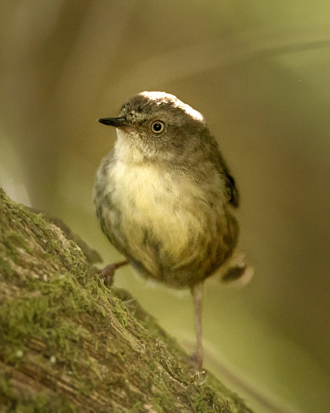White-browed Scrubwren - Macedon Ranges, Victoria, Australia