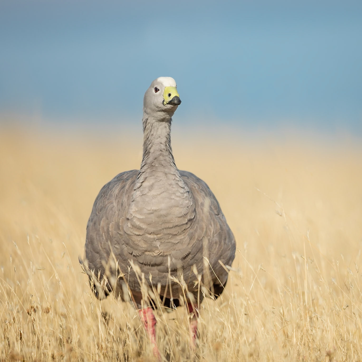 Cape Barren Goose