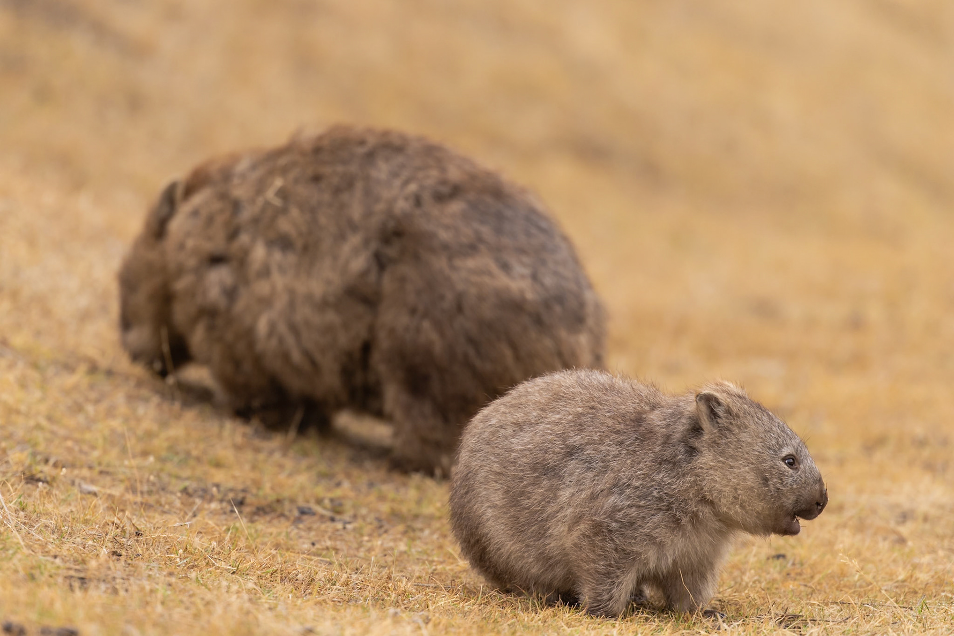 Staying close to mum while grazing