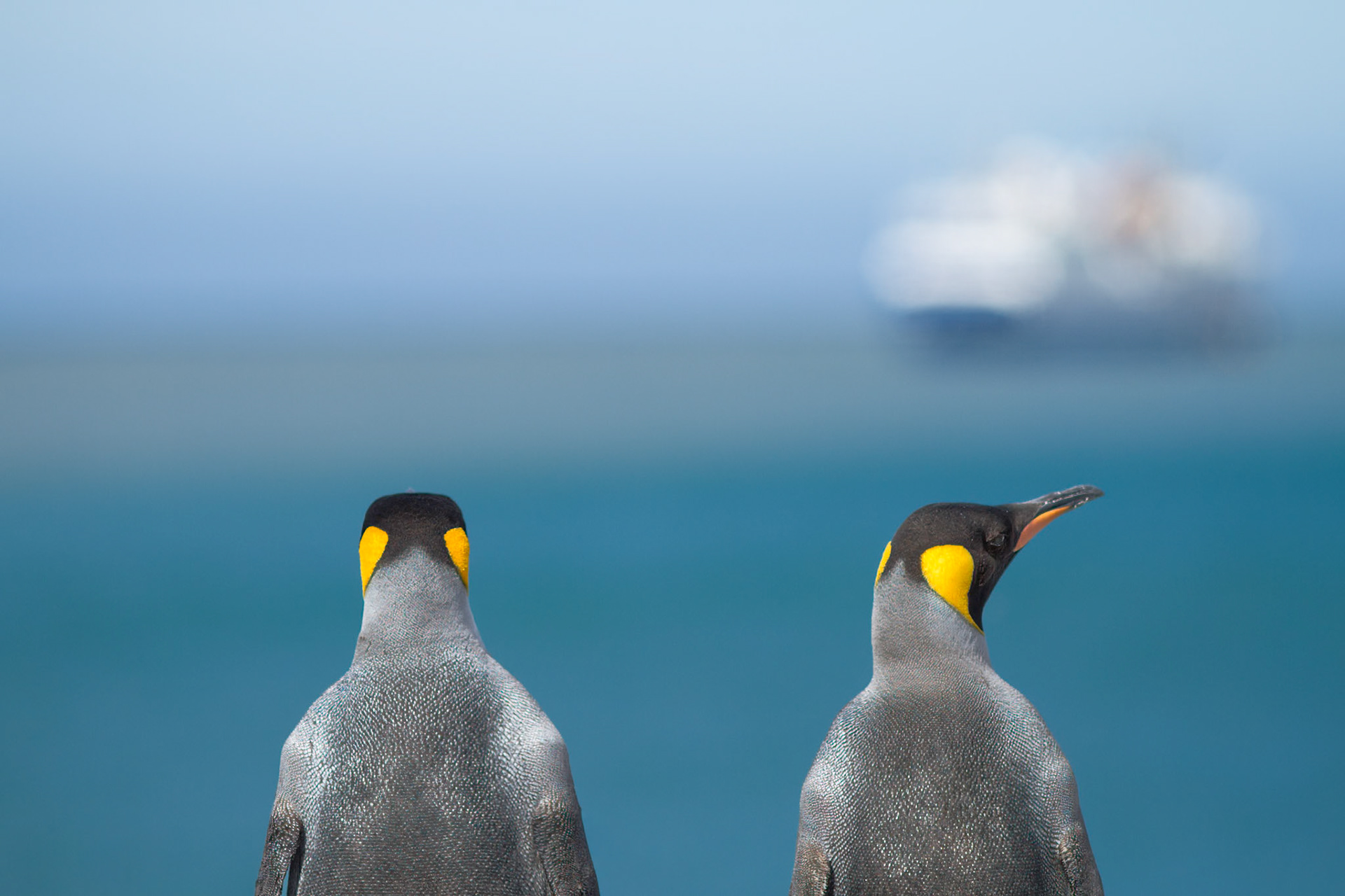 King Penguin visitation committee - St Andrews Bay - South Georgia