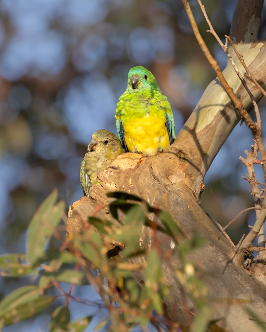 Red-rumped Parrot - Bellarine Peninsula, Victoria, Australia