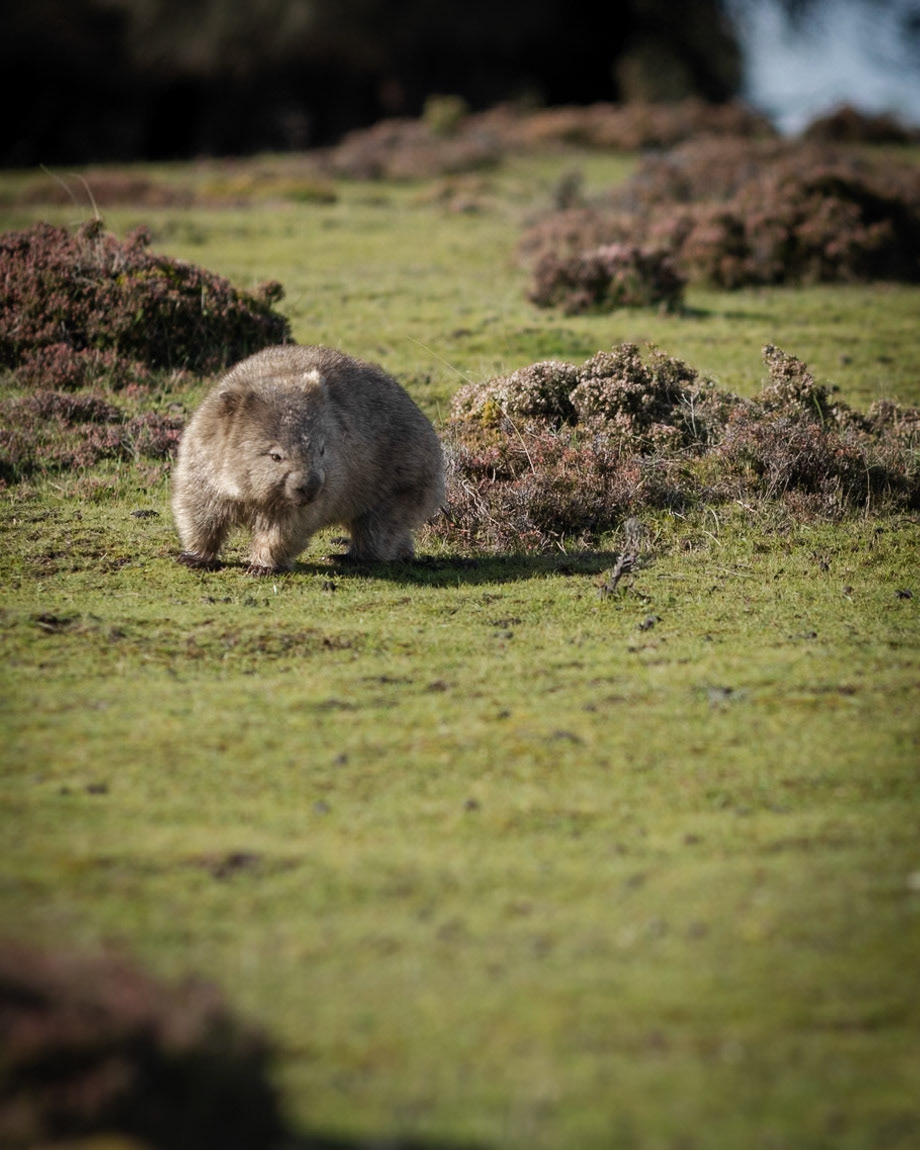 Bare-nosed Wombat (Vombatus ursinus)