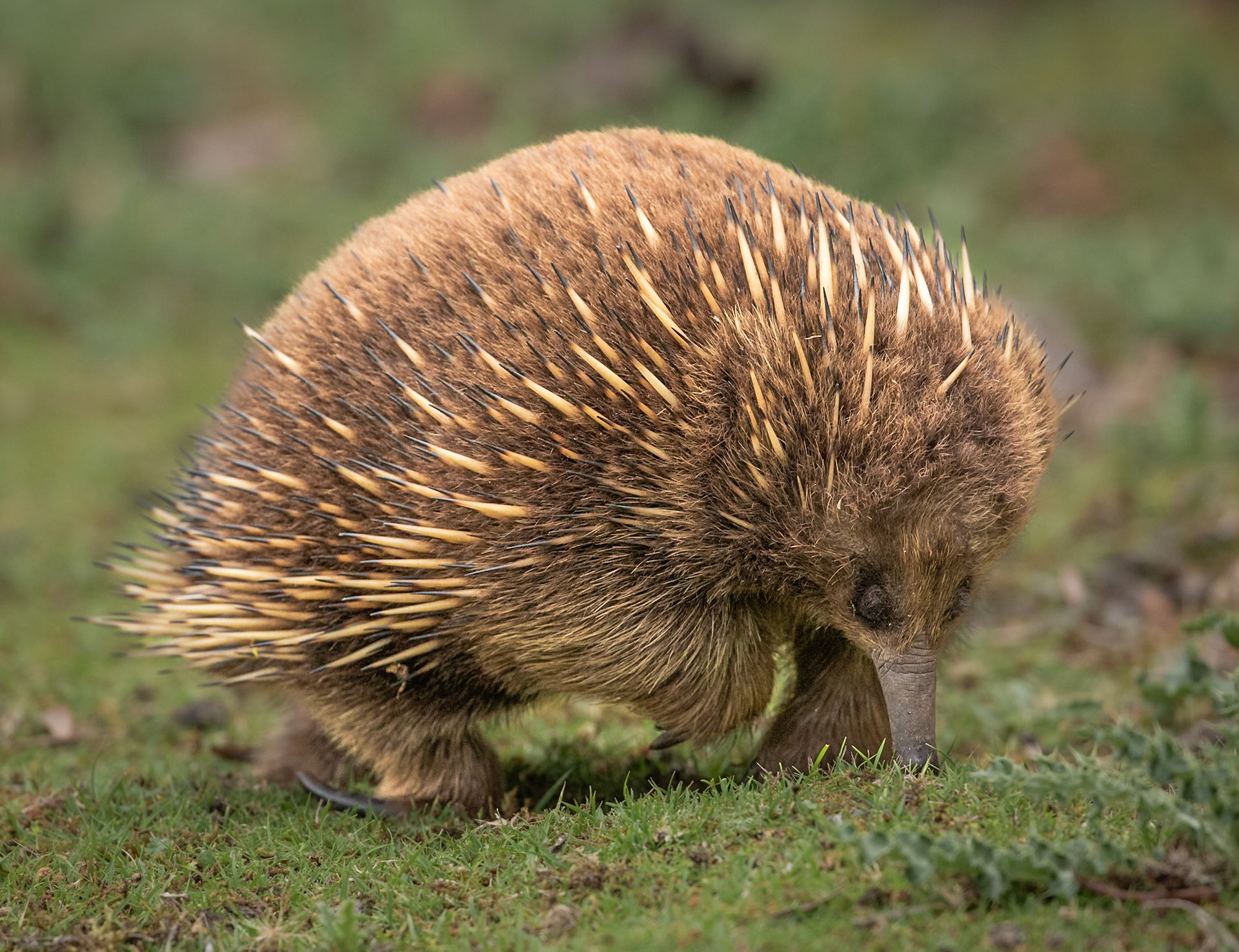 24 Echidna - Eastcoast Tasmania - Australia