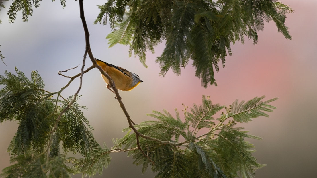 Striated Pardalote