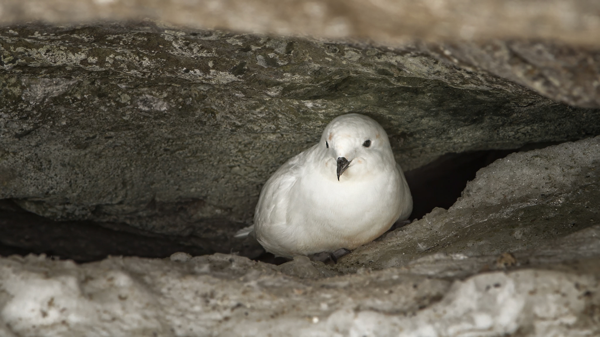 Snow Petrel - Brown Bluff - Antarctic Peninsula