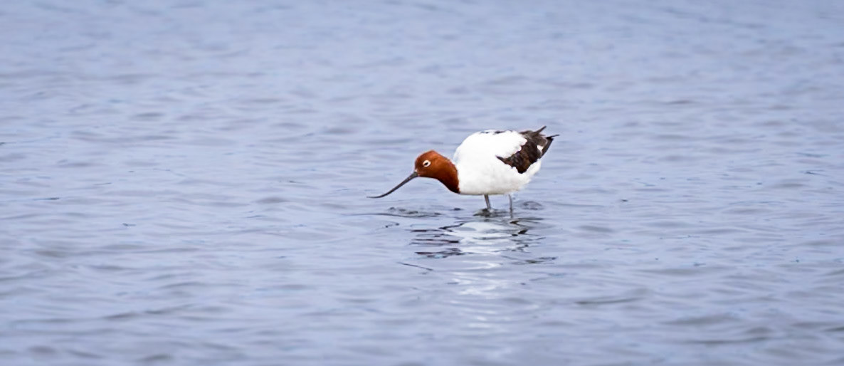 Red-necked Avocet - Western Treatment Plant, Werribee, Victoria, Australia