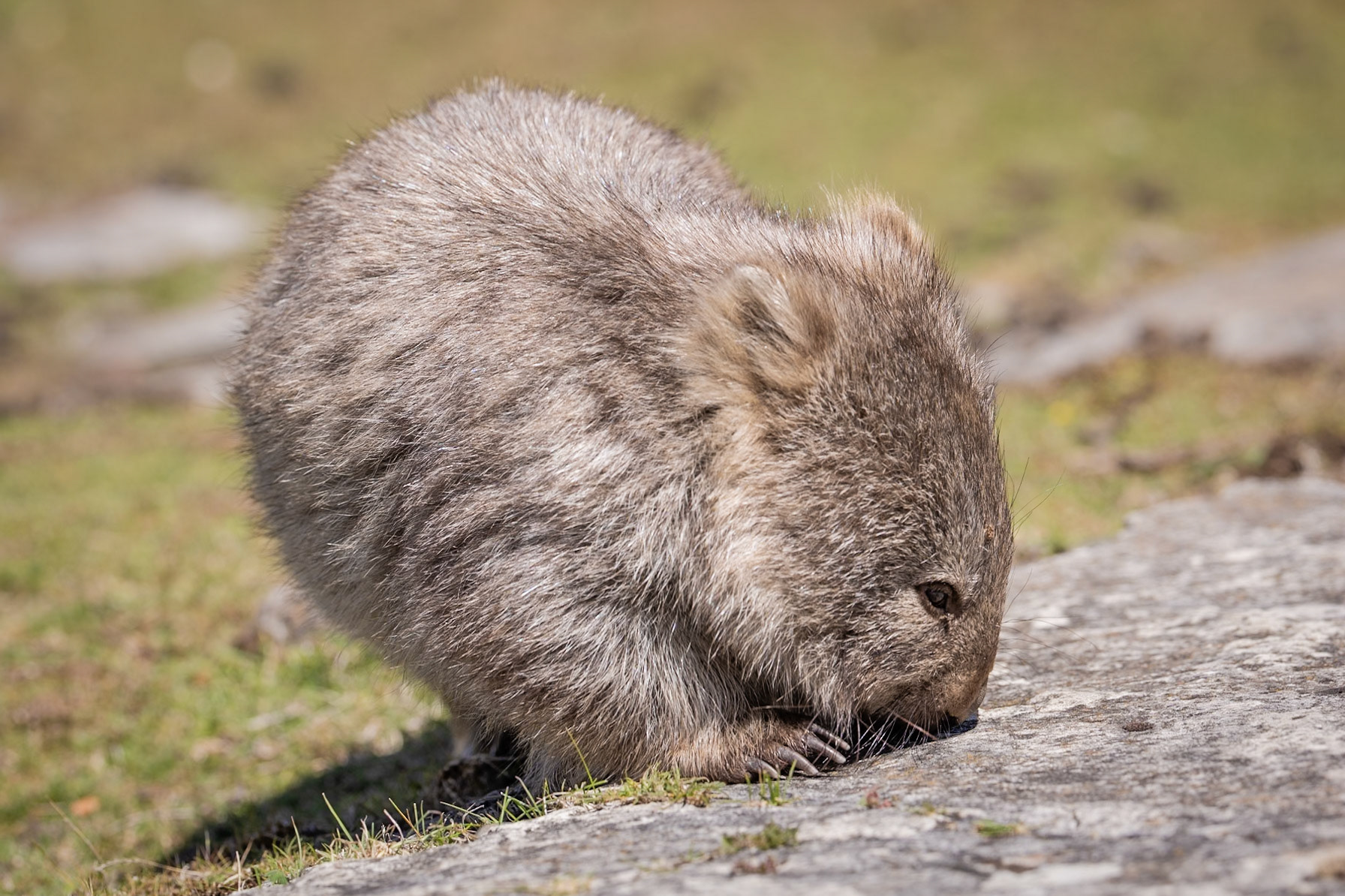 Bare-nosed wombat (juvenile)