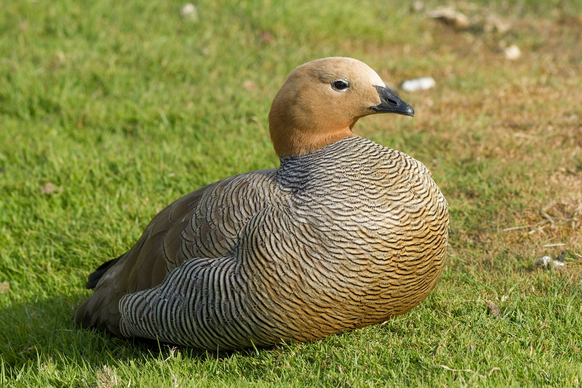 Ruddy-headed Goose - Carcass Island - Falkland Islands (Islas Malvinas)