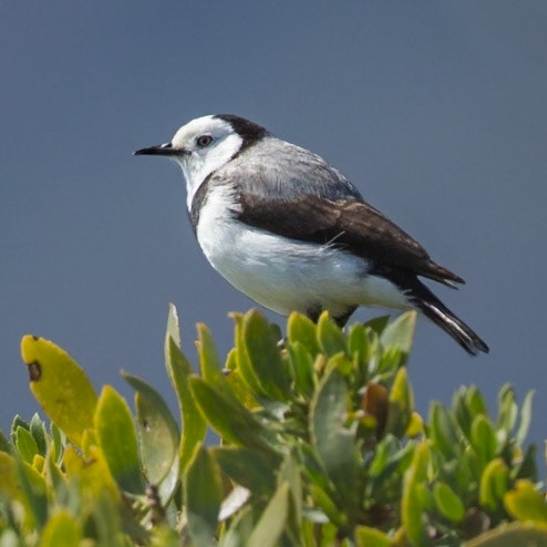 White-fronted Chat