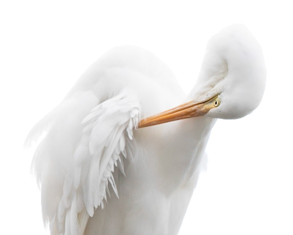 Eastern Great Egret