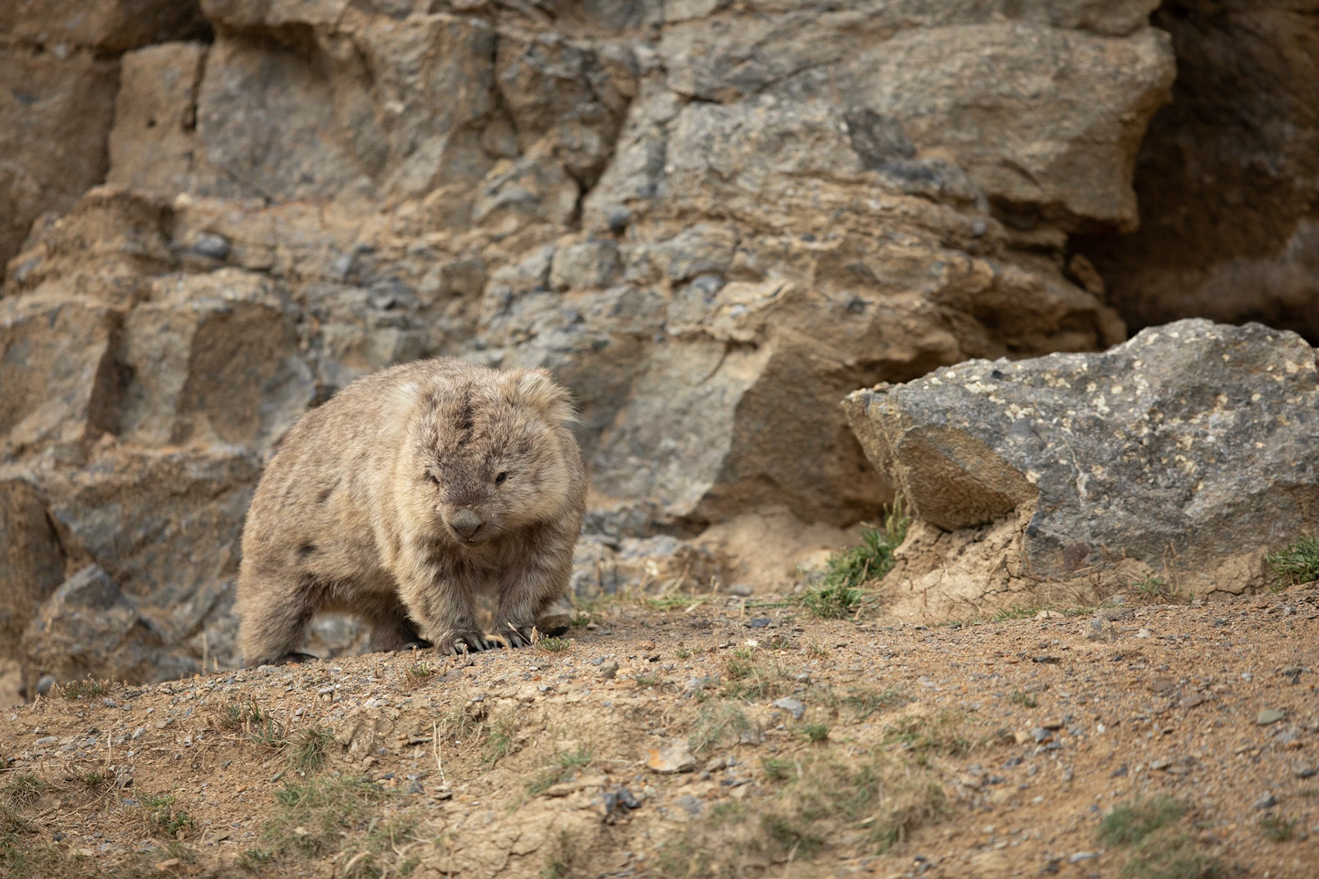 Bare-nosed Wombat - Maria Island, Tasmania