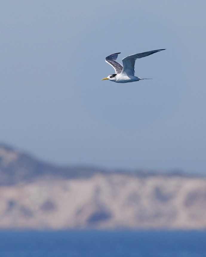 Fairy Tern (?) - Bellarine Peninsula, Victoria, Australia