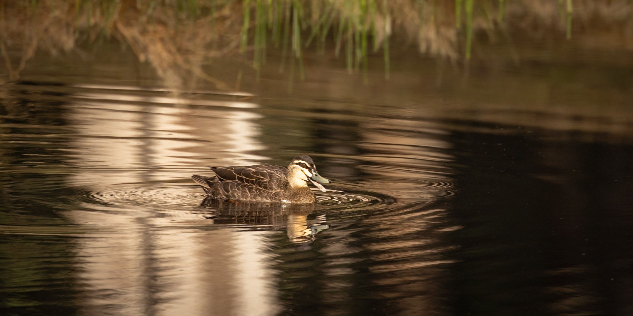 Pacific Black Duck - Bruny Island, southern Tasmania, Australia