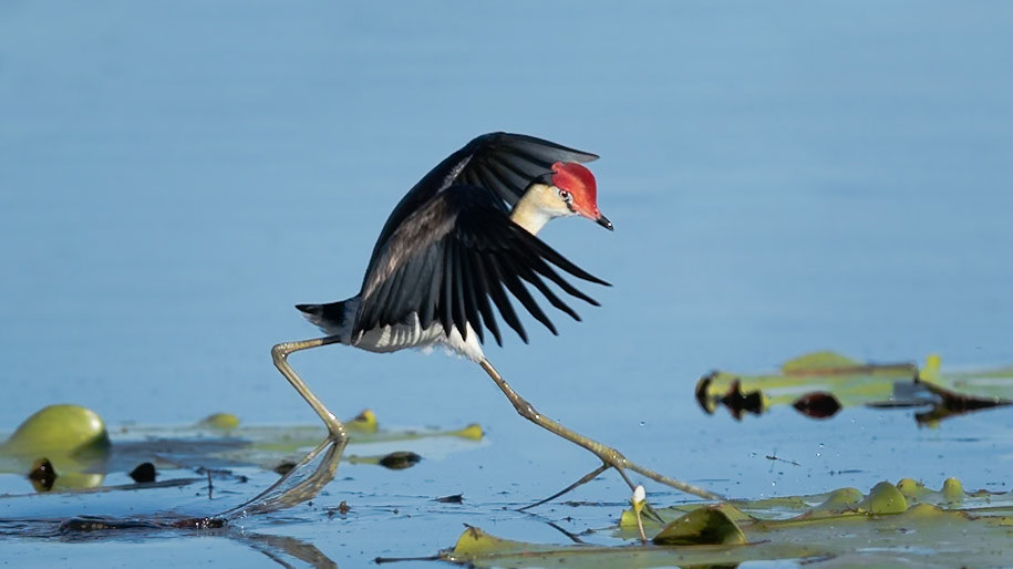 Comb-crested Jacana (Irediparra gallinacea) - The Kimberley, Western Australia
