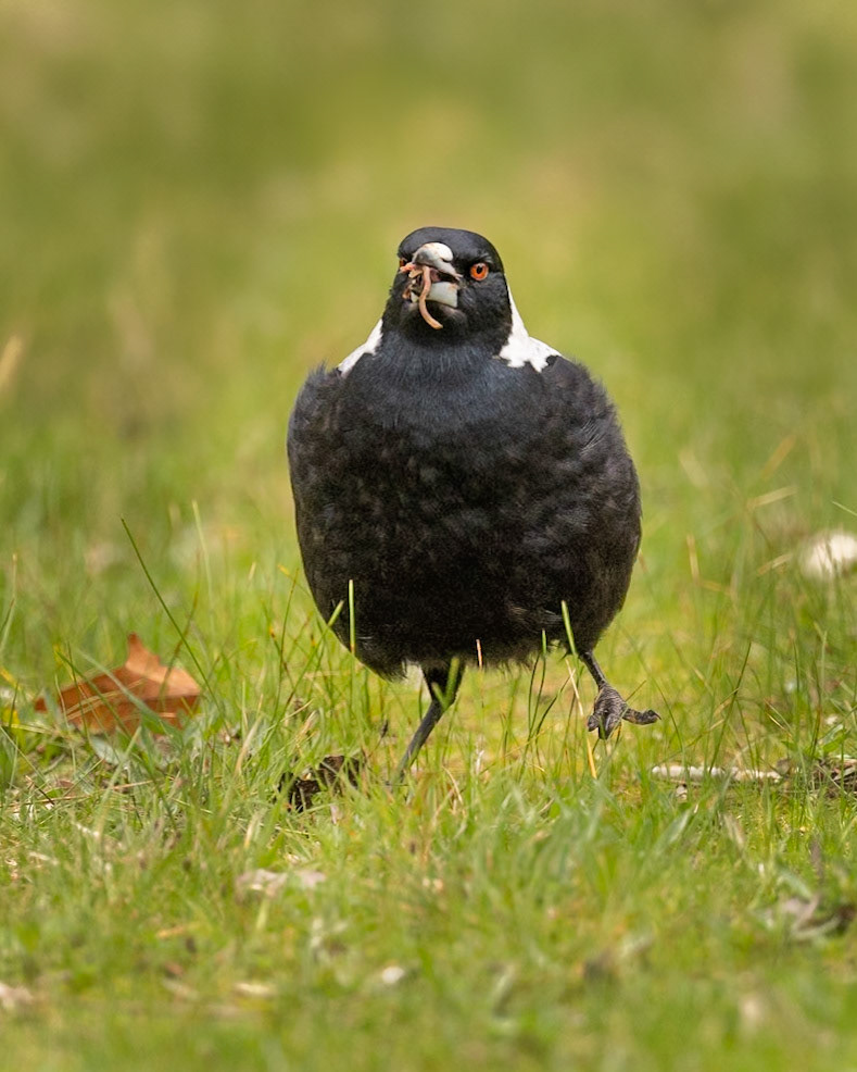 Australian Magpie - Castlemaine Botanical Gardens, Victoria, Australia