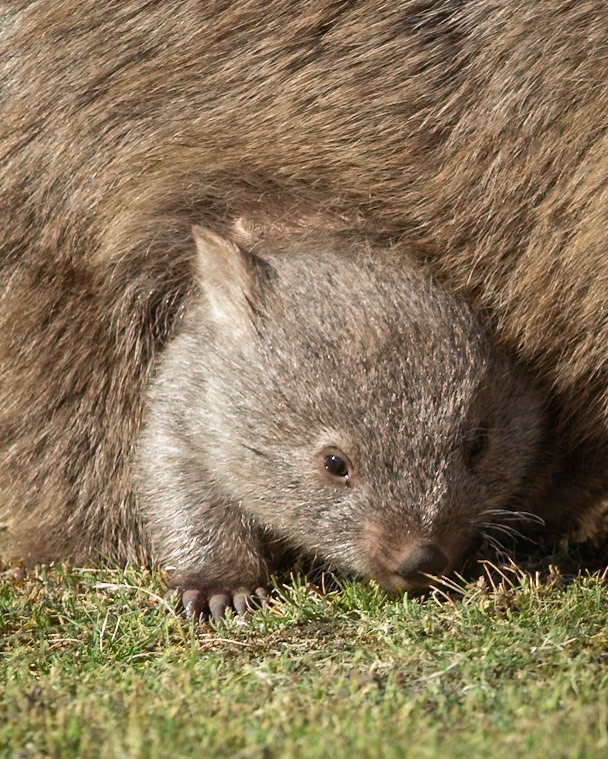 Out of the pouch but hiding under mum