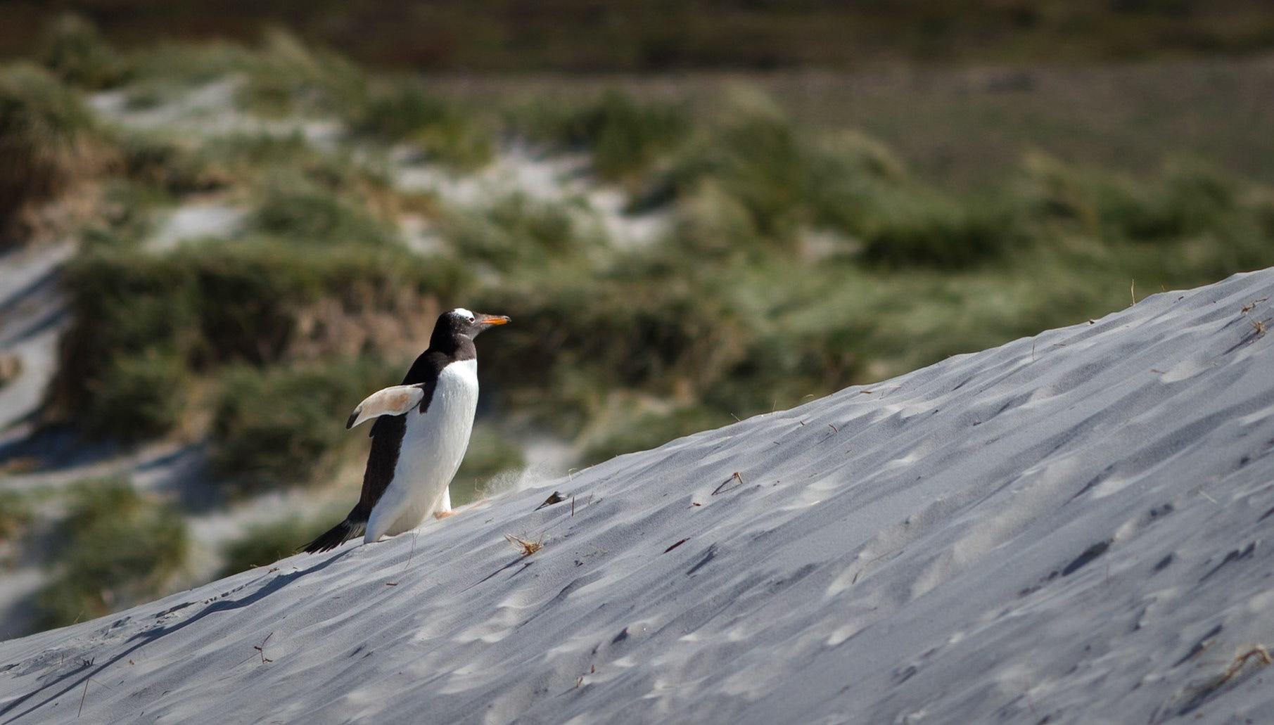 Gentoo Penguin - Leopard Beach - Carcass Island - Falkland Islands (Islas Malvinas)