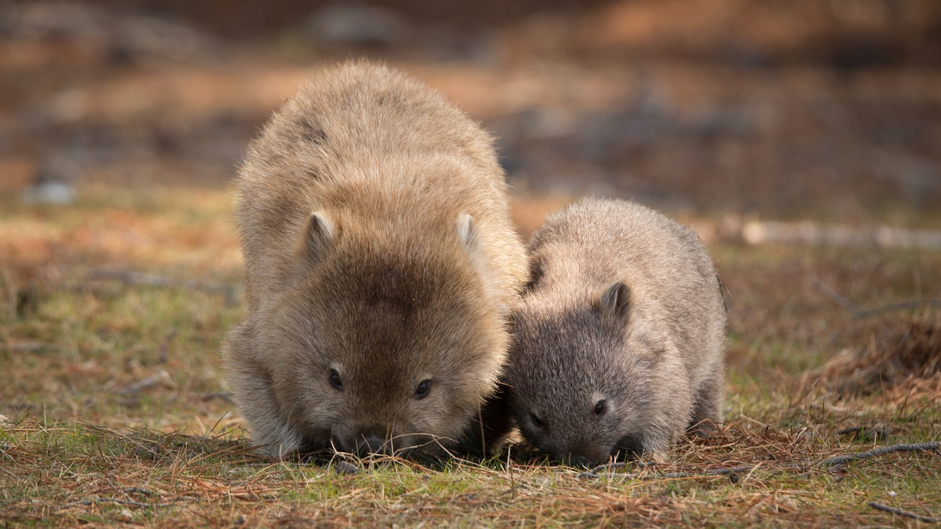 Grazing mum and bub wombat - Maria Island, Tasmania