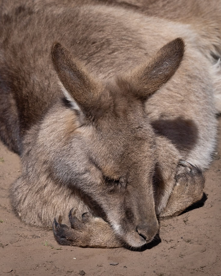 Resident Forester Kangaroo at Bonorong