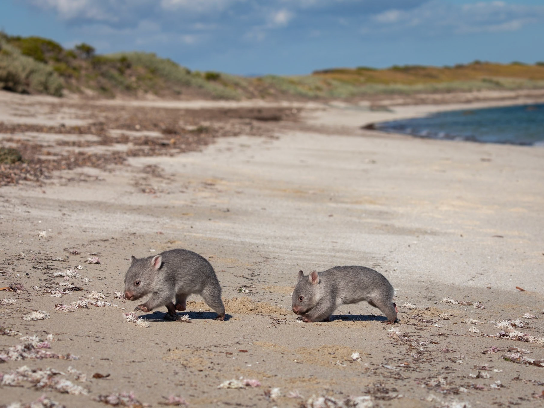 Orphan wombats frolicking on the beach - Flinders Island, Tasmania