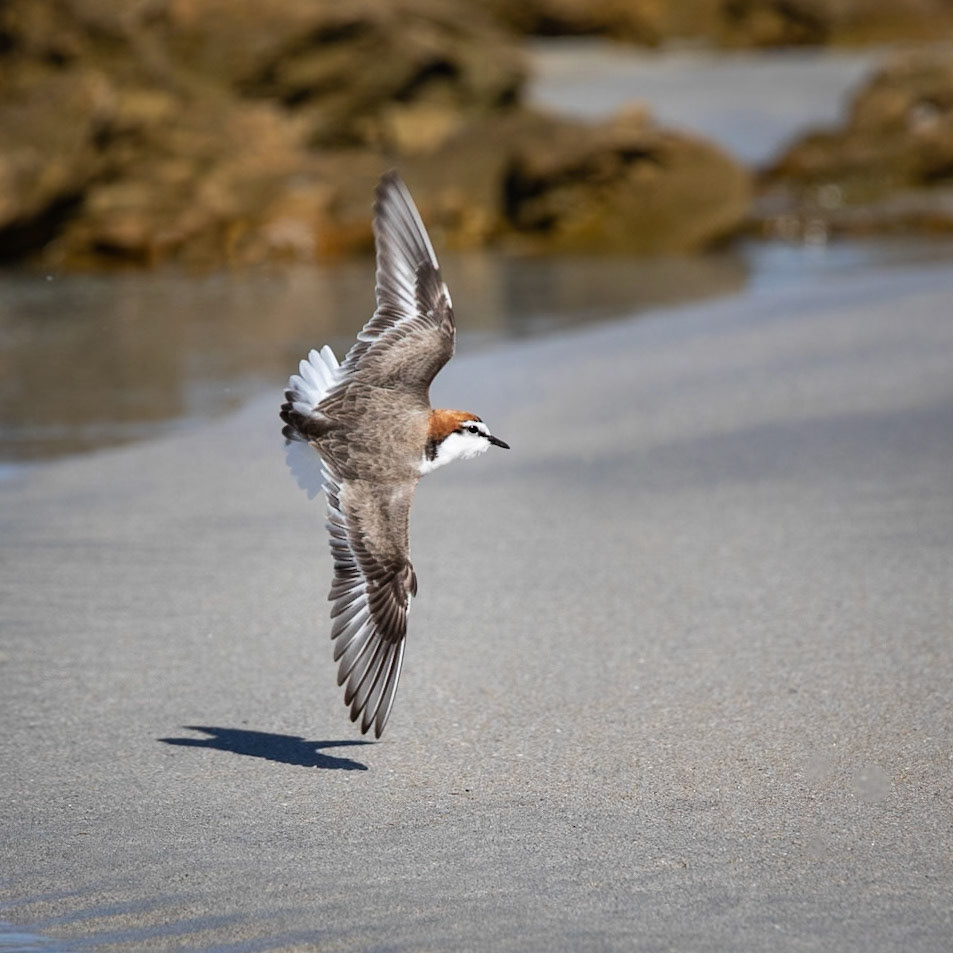 Red-capped Plover
