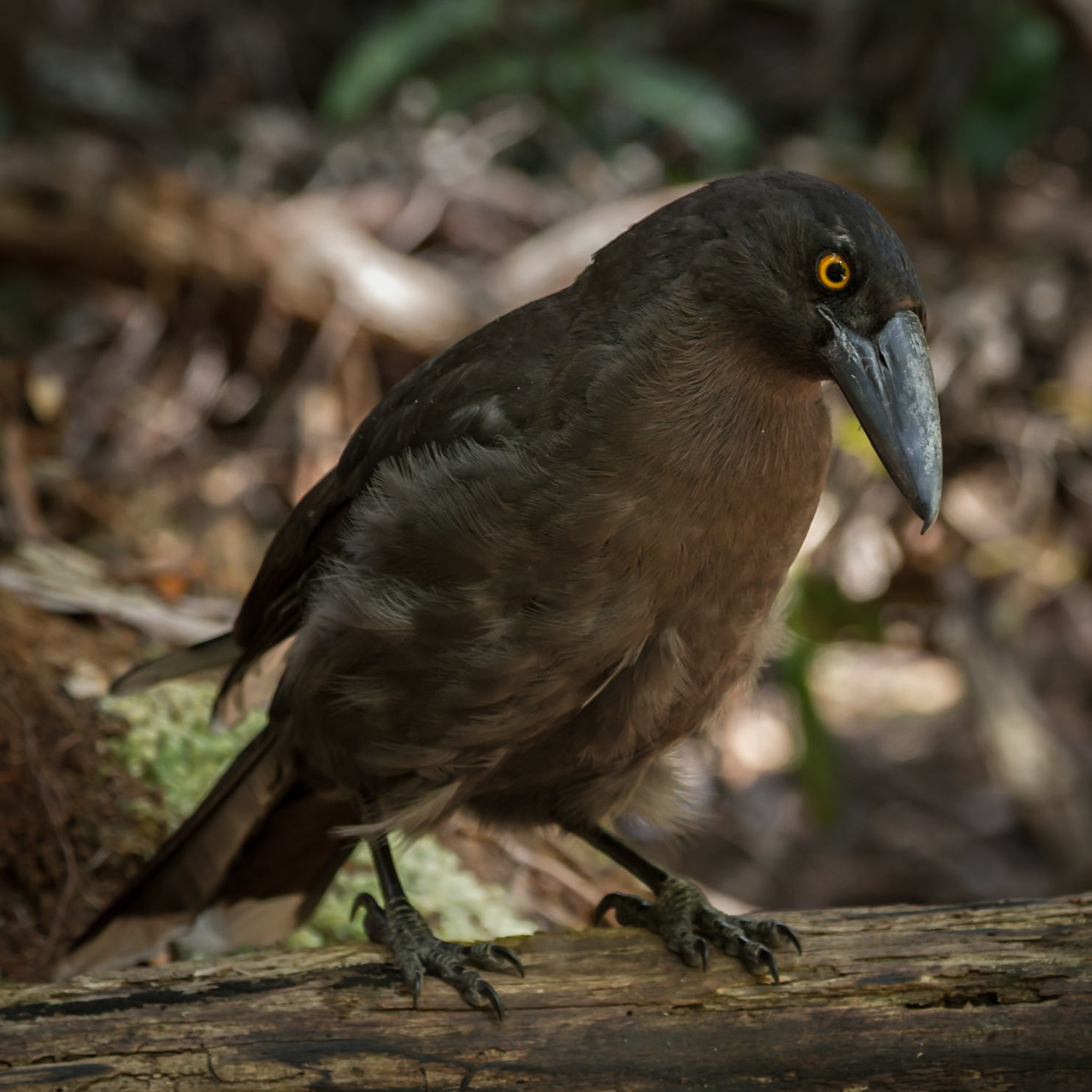 Black Currawong