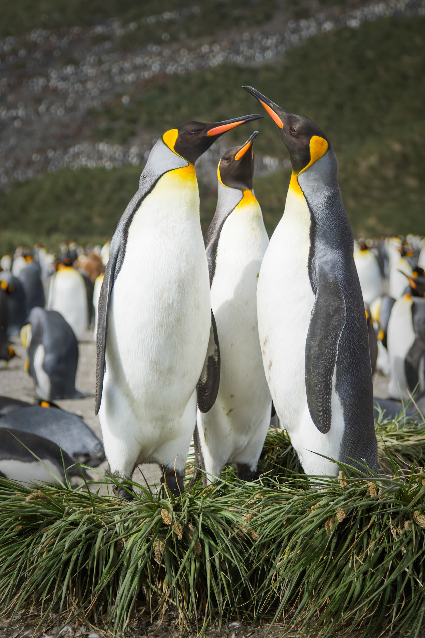 King Penguins - Salisbury Plain, South Georgia