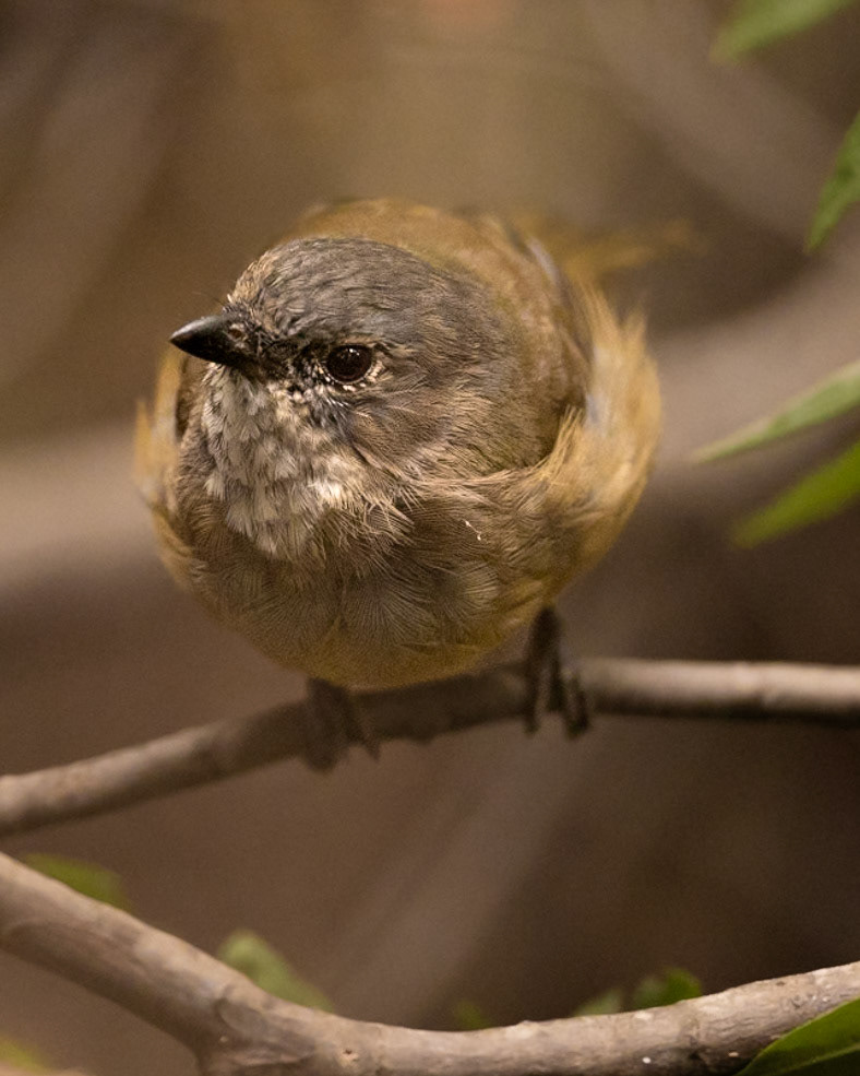 Olive Whistler - Kingborough, Southern Tasmania, Australia