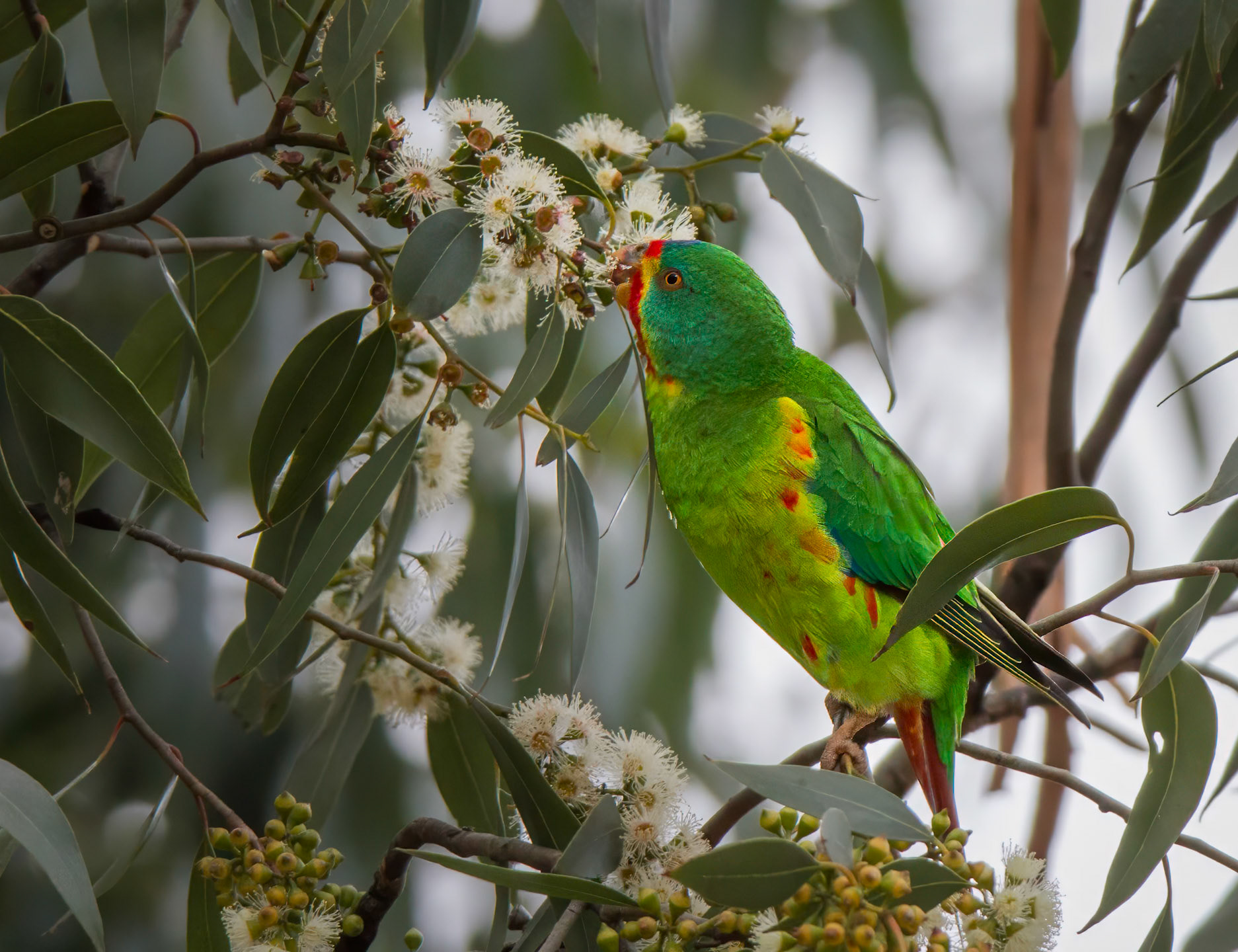 7 Swift Parrot foraging on flowering eucalypts- southern Tasmania - Australia