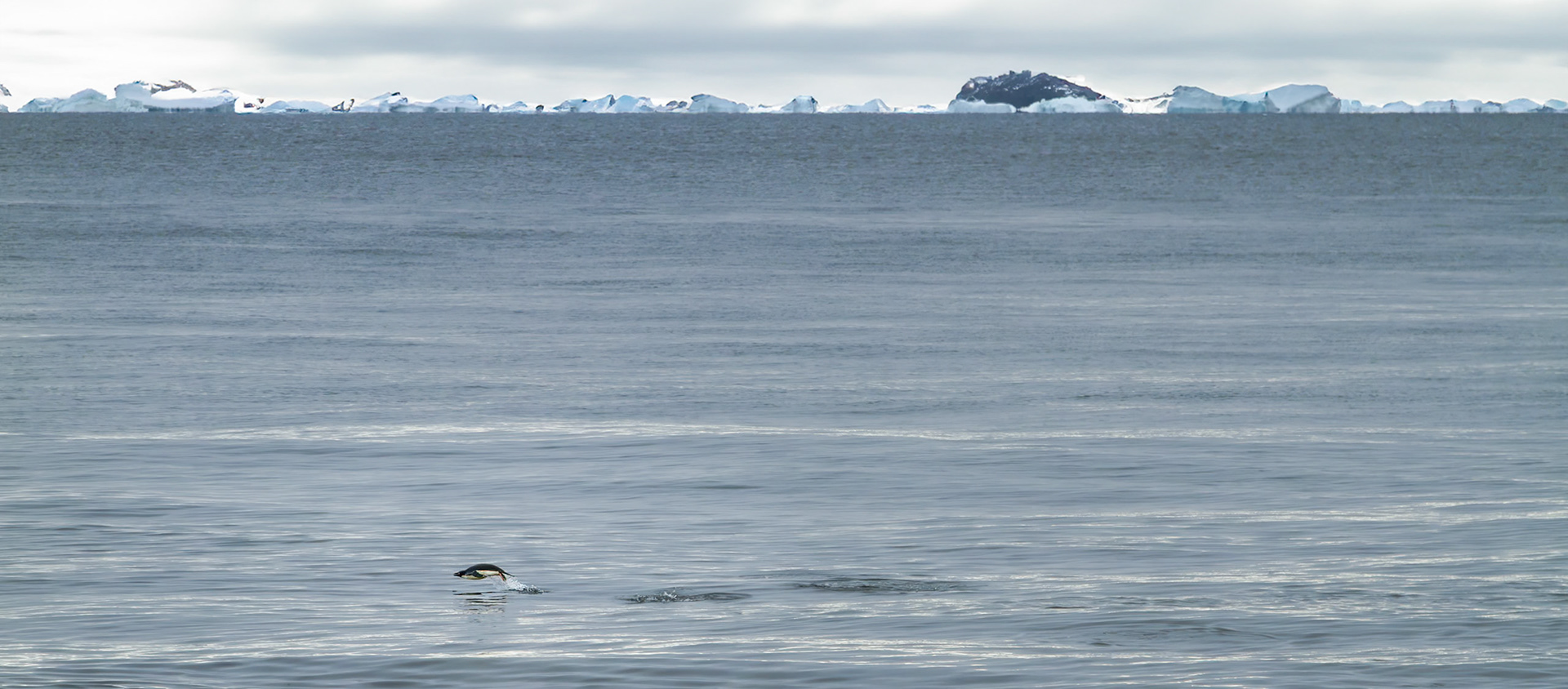 Adelie Penguin on the move - Paulet Island, Antarctic Peninsula