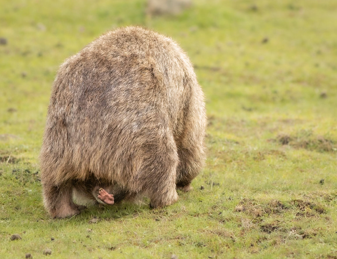 39 Bare-nosed Wombat joey waving from the pouch - East coast Tasmania - Australia