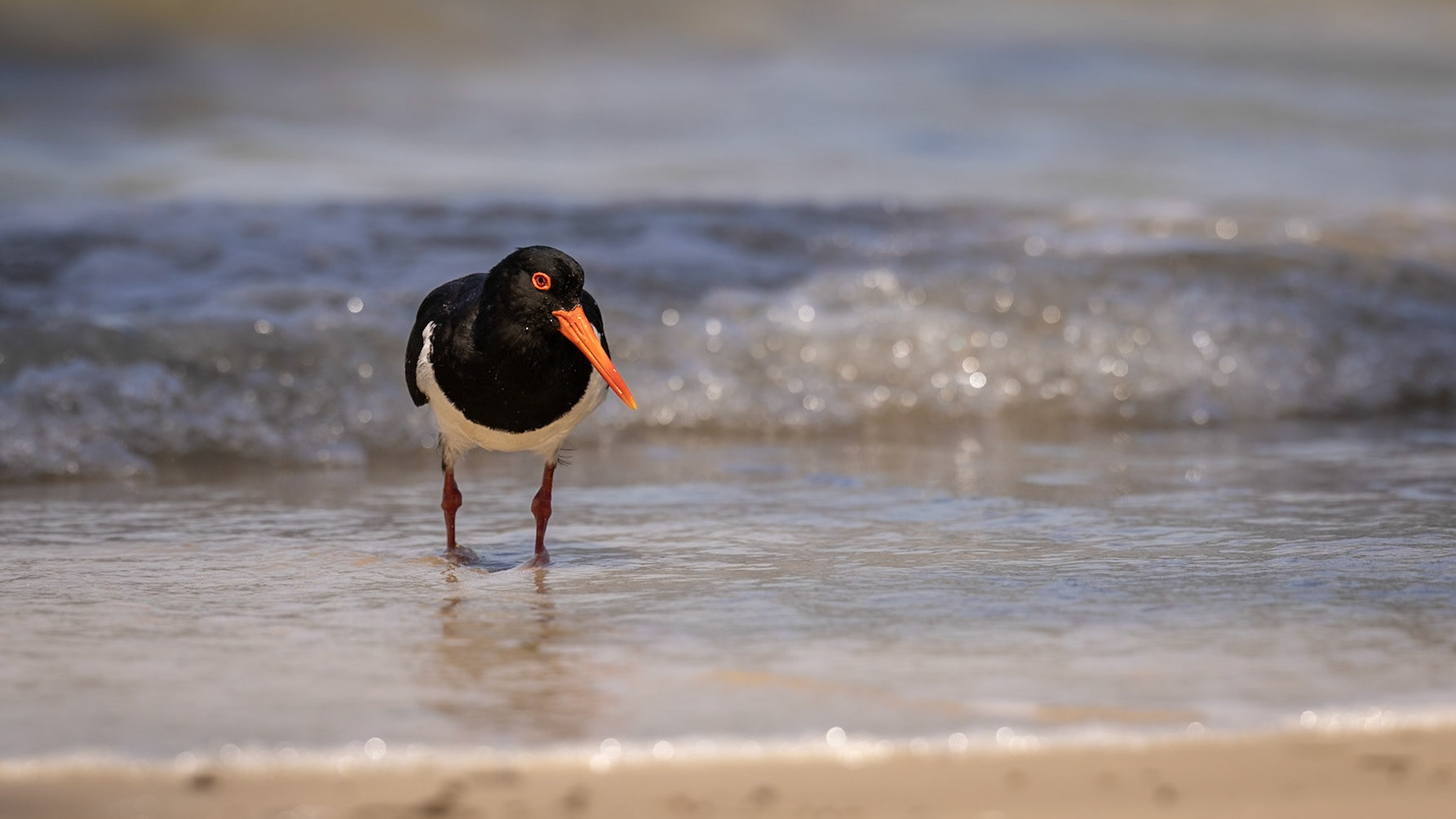 Australian Pied Oystercatcher