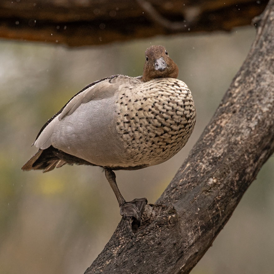 Australian Wood Duck - Castlemaine Botanical Gardens, Victoria, Australia