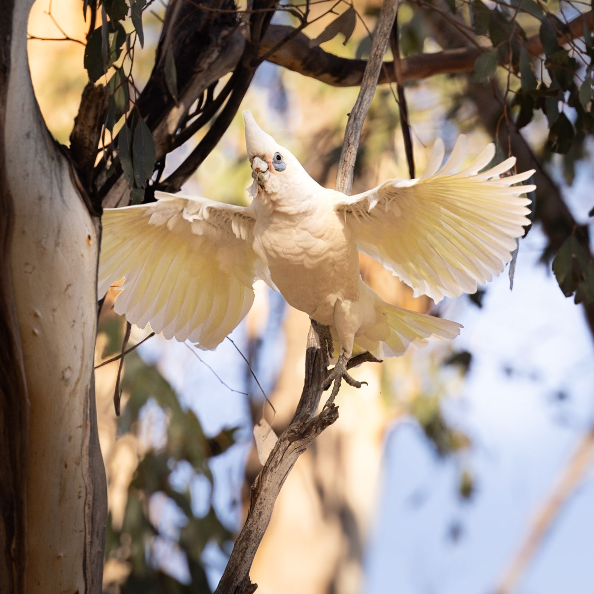 Long-billed Corella