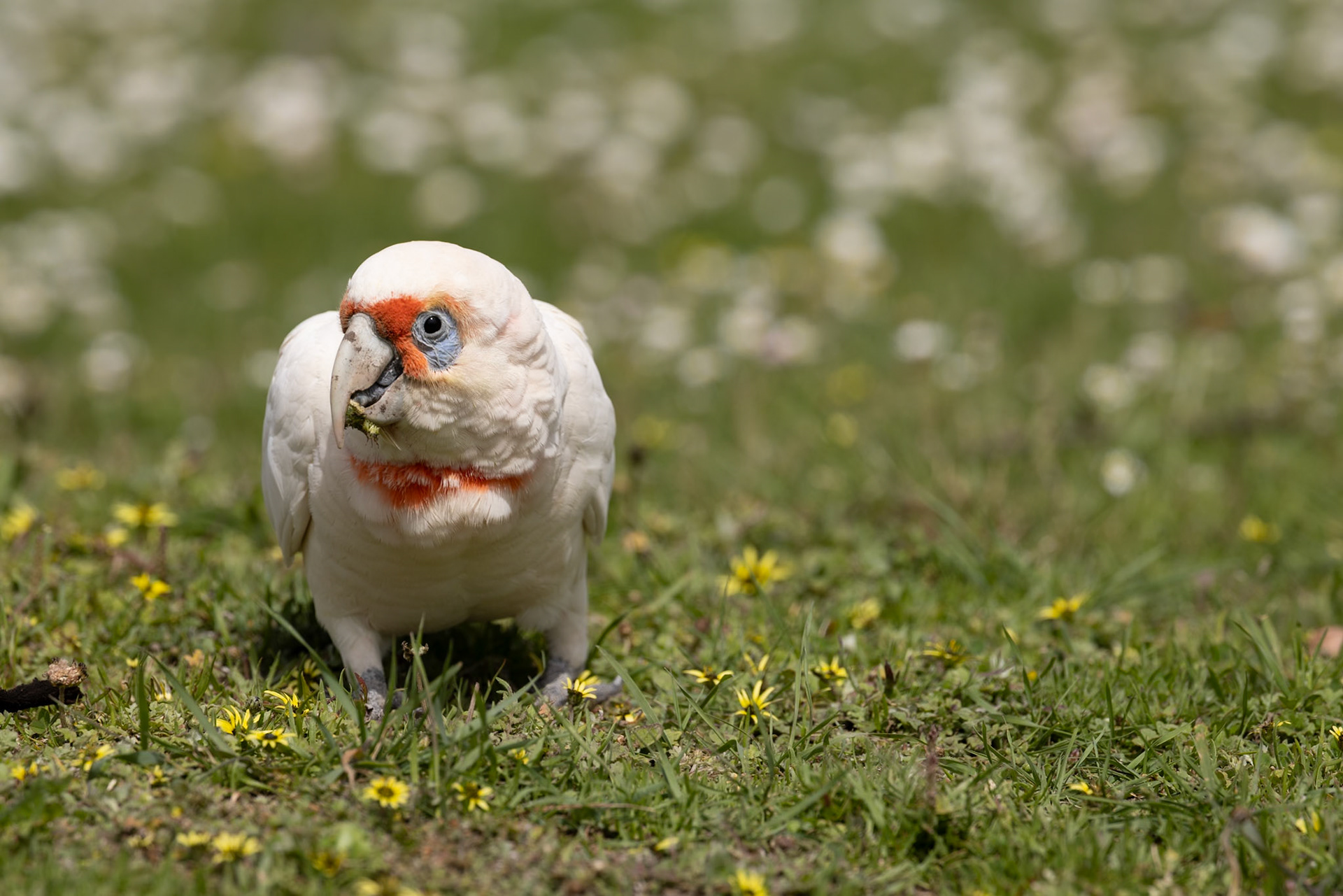Long-billed Corella