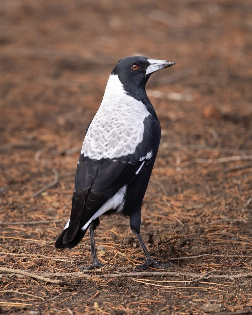 Australian Magpie - Maria Island, Eastcoast Tasmania, Australia