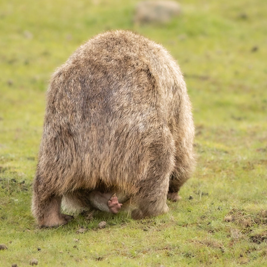 Hello out there - I'm here, inside my mum's pouch!