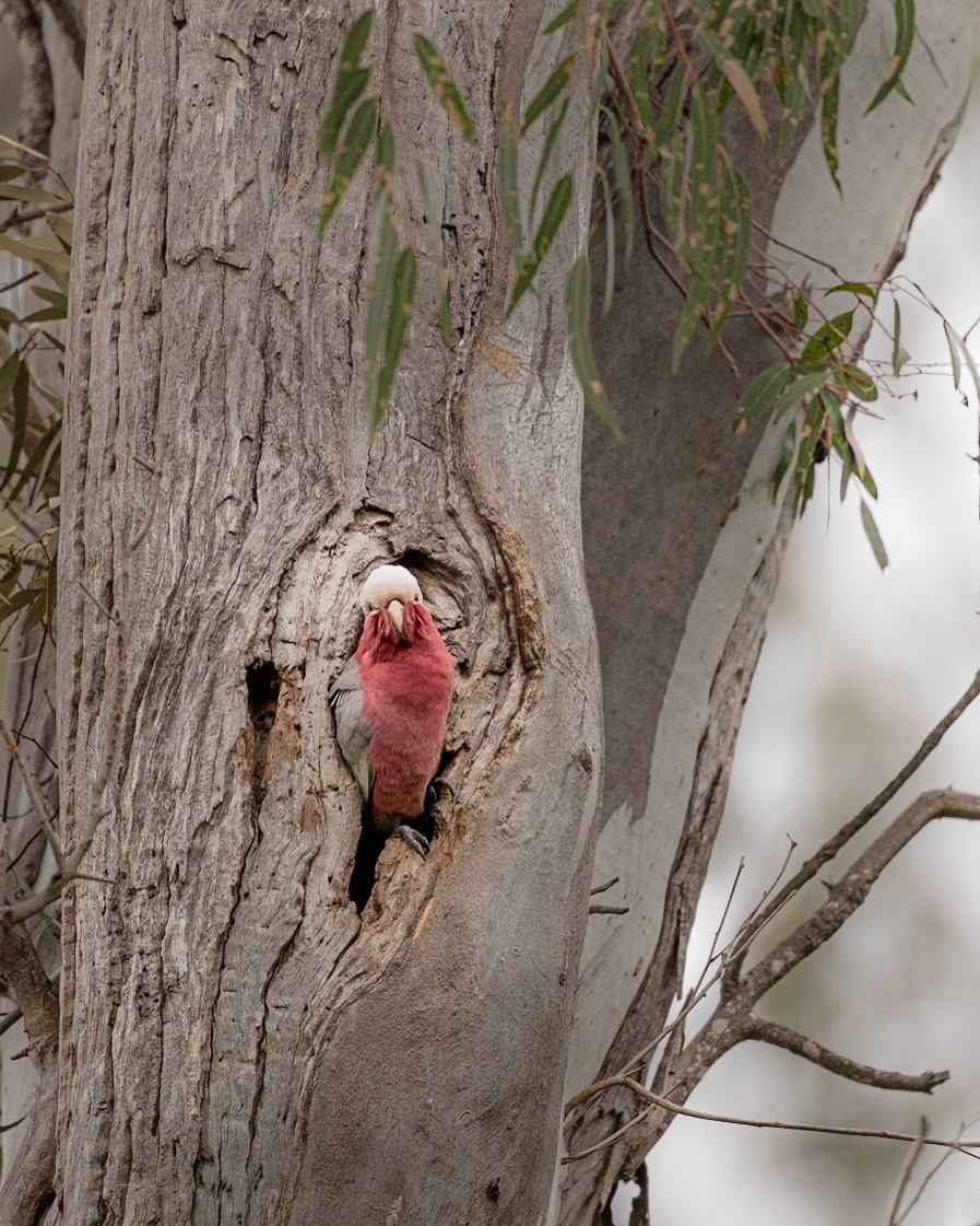 Galah - Castlemaine Botanical Gardens, Victoria, Australia