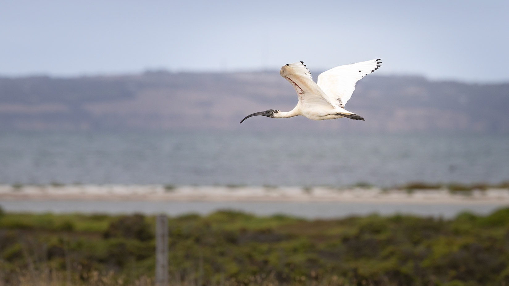 Australian White Ibis - Western Treatment Plant, Werribee, Victoria, Australia